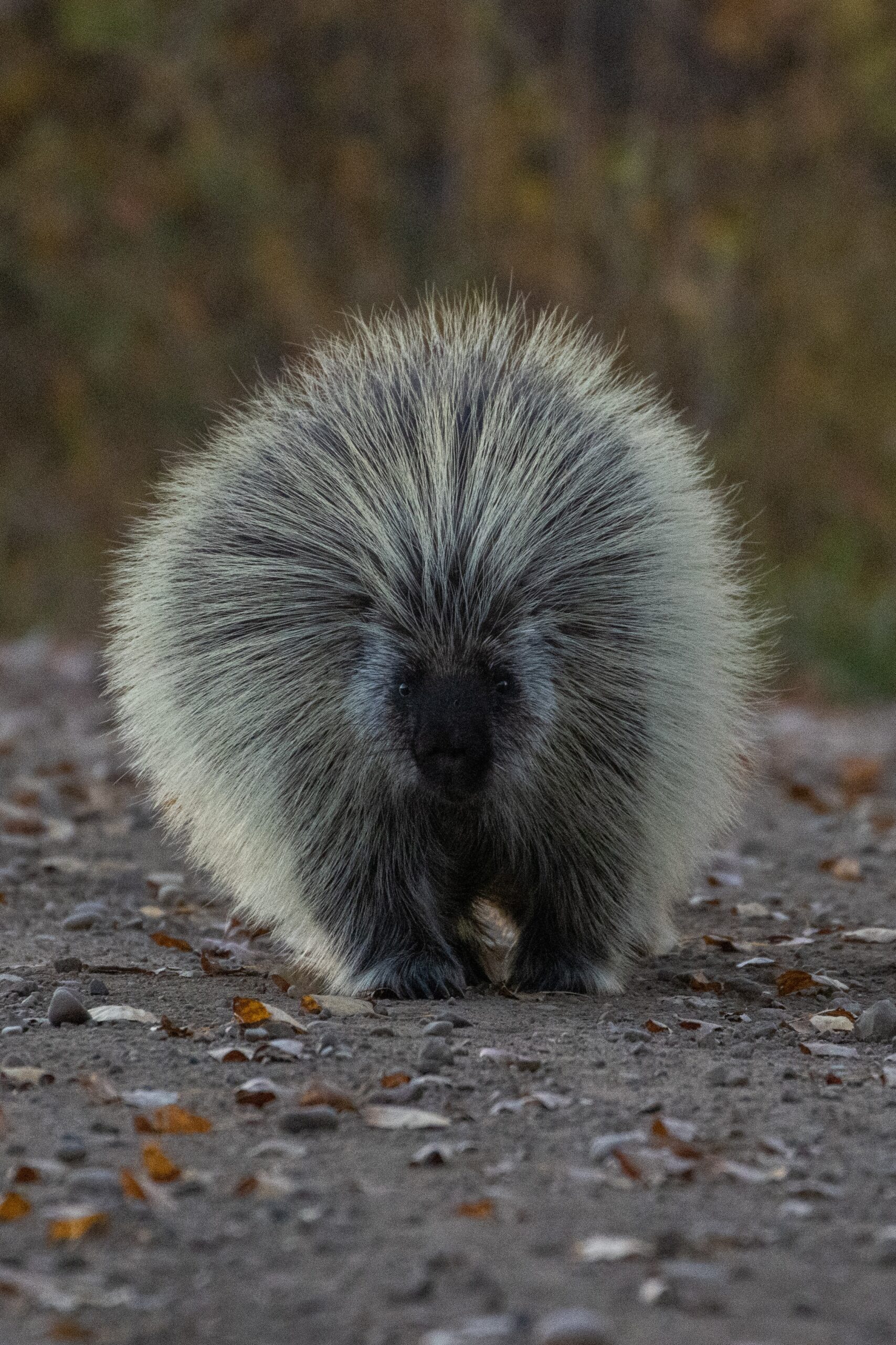 Porcupine Species Spotlight Issue 2 JD HIKES